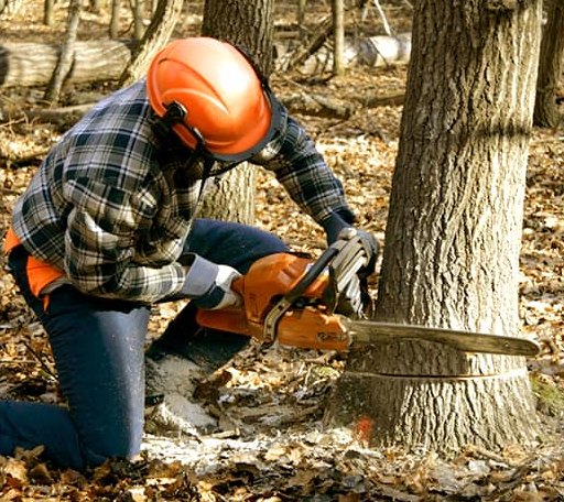 Tree Removal in Townsend, DE